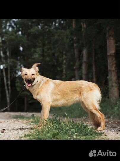 Милашка Фокси