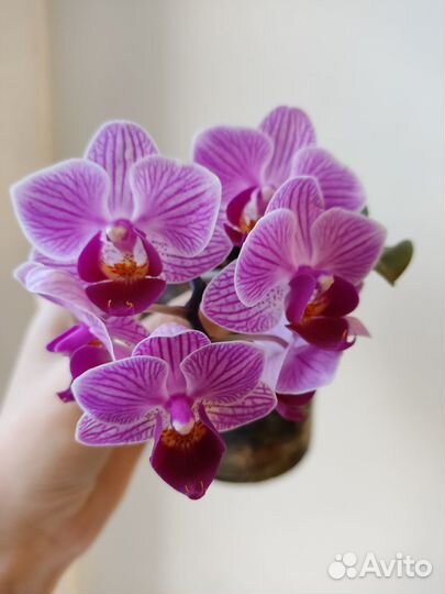 Орхидеи сортовые