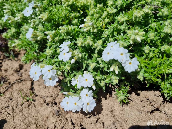 Флокс шиловидный