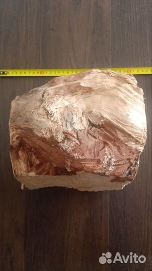 Сувель березовый