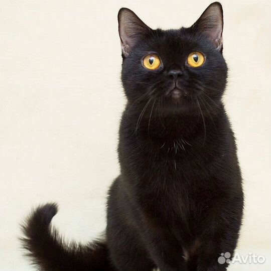 Красавица кошка