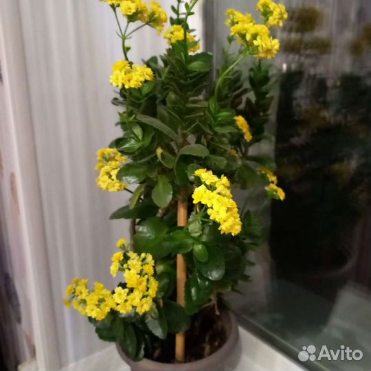 Желтый каланхоэ