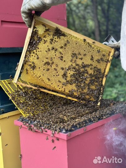 Пчела бакфаст. Матки. Пчелопакеты
