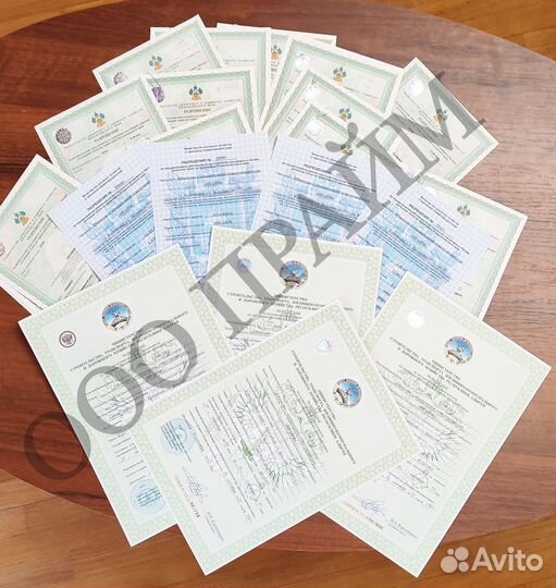 Лицензия на такси без ип и ооо