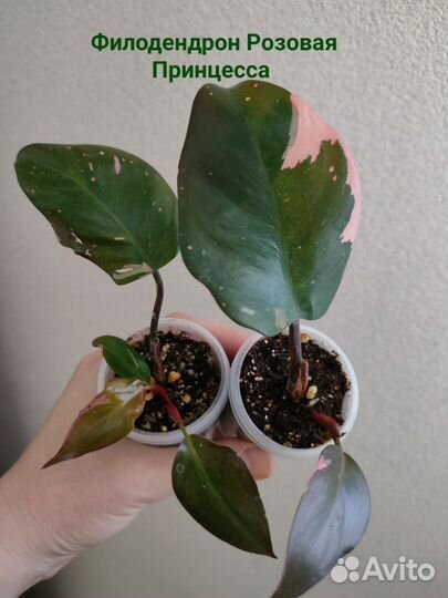 Пеперомия Филодендрон Антуриум Фикус и др