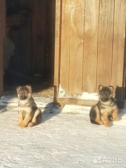 Собака немецкая овчарка