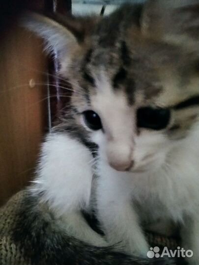 Домашние животные котята