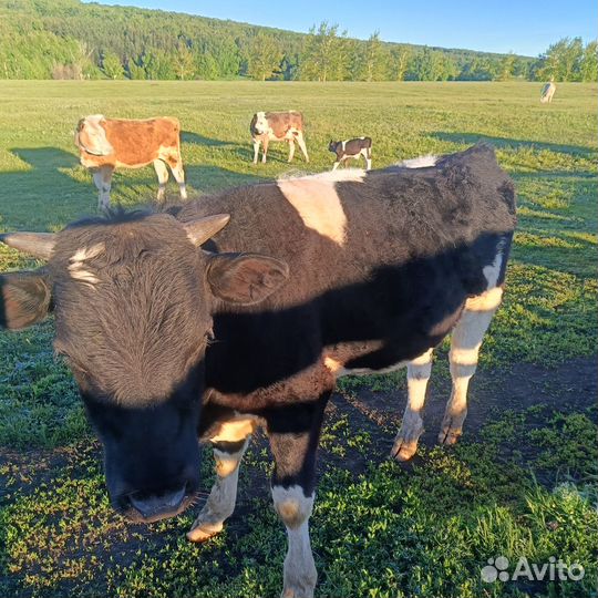 Телята бычки,коровы дойные