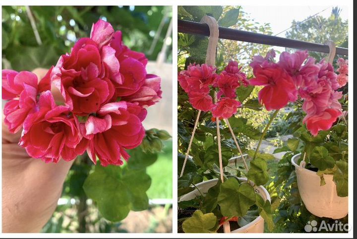 Пеларгония сортовая плющевидная (герань)