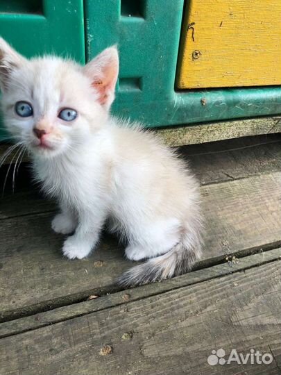 Голубоглазые домашние крохи на помойке, спасите