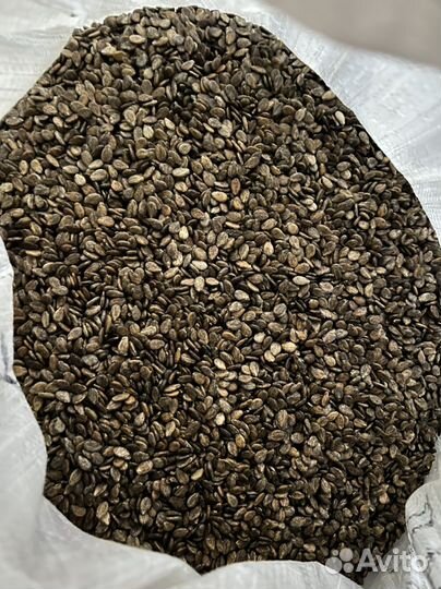 Семена арбуза