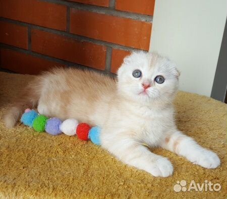 Шотландские крем-брюлешки. Редкий окрас. Питомник