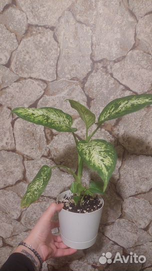 Диффенбахия