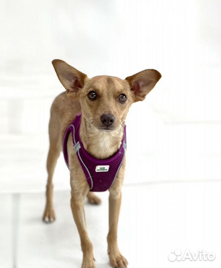 Метис тойчика, 1 год, 7 кг