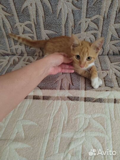 Кошки в добрые руки бесплатно