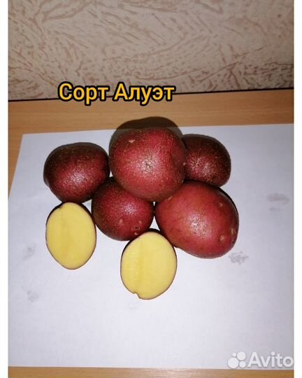 Семенной картофель сорт Алуэт