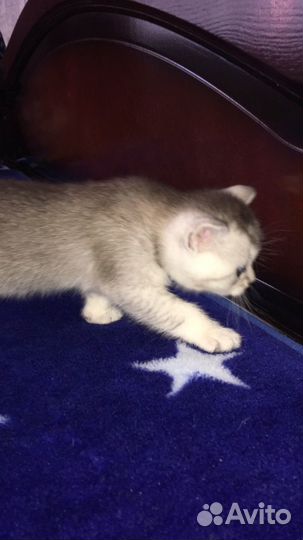 Котята шотландцы вислоухие и прямоухие