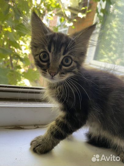 Котенок в добрые руки мальчик