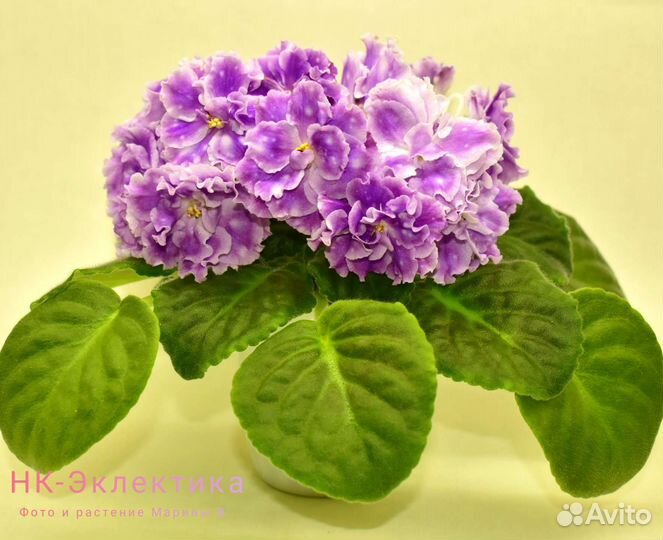 Фиалки (детки)