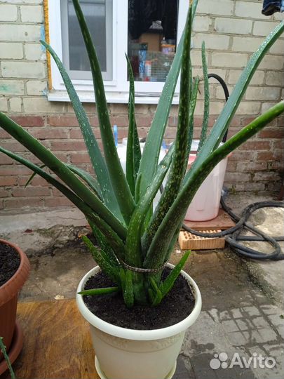 Алоэ, алое вера, лечебный