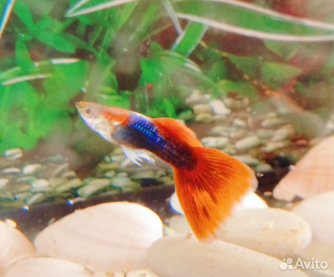 Рыбки гуппи