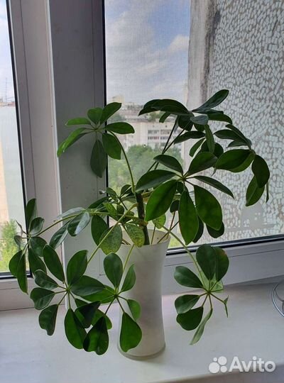 Шеффлера