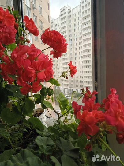 Герань пеларгония