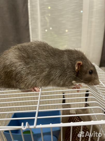 Крыса мальчик,продам с клеткой