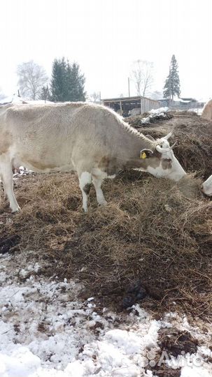 Корова высокоудойная