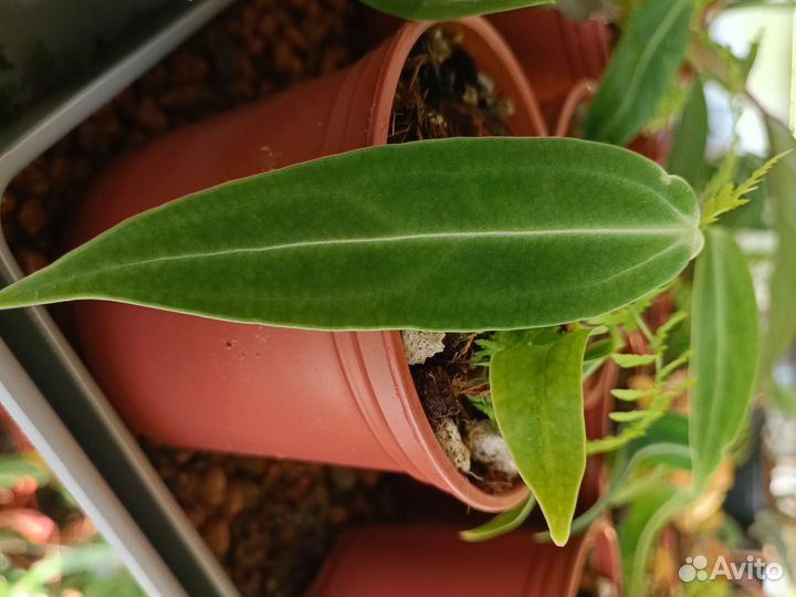 Антуриум варока