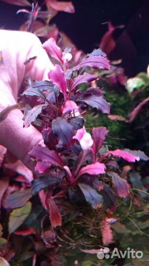 Буцефаландры