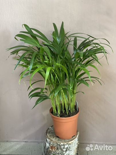 Пальма арека (Хризолидокарпус) d17