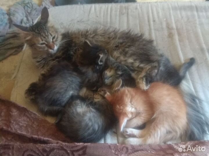 Котята в добрые руки