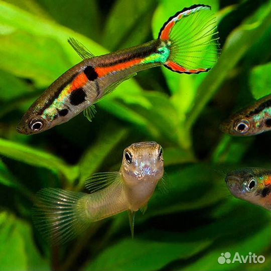 Аквариумные рыбки гуппи