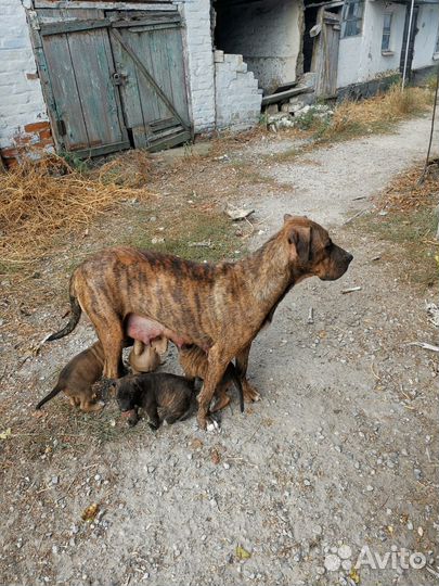 Алано Эспаньол