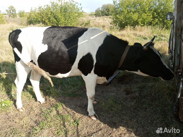 Быки и телки