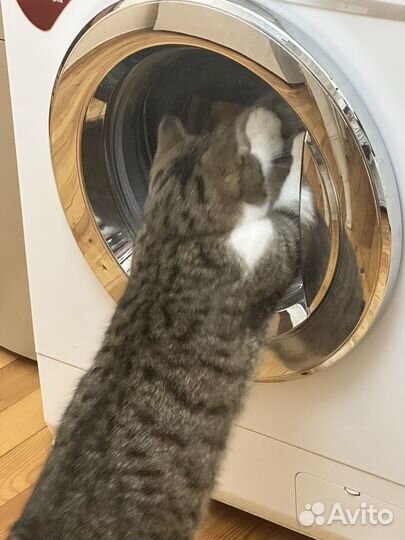 Отдам кошечку в добрые руки