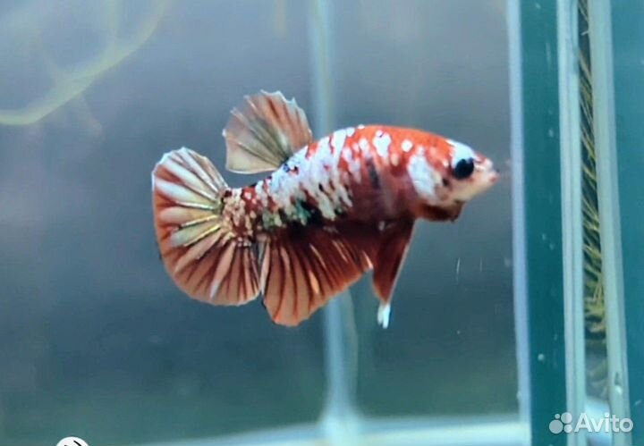 Петушок рыбка плакат айронмэн