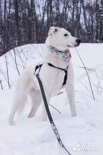Молодой пёс в добрые руки