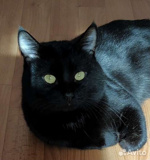 Красавчик-Кот