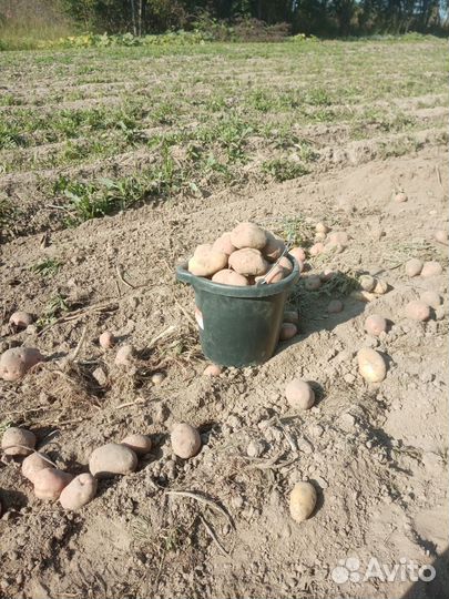 Продам картофель