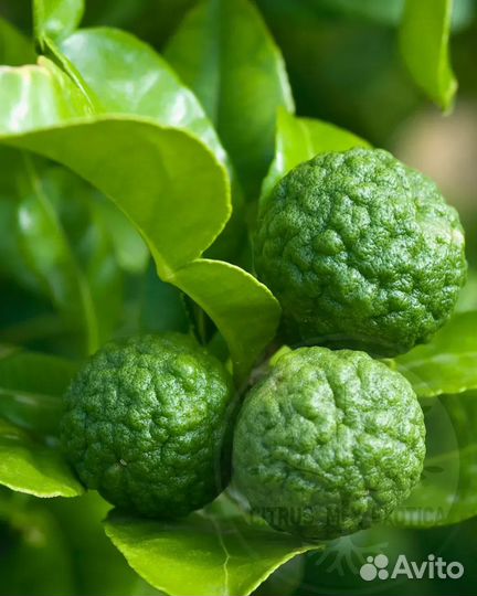 Кафрскии лайм