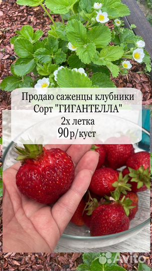 Рассада клубники гигантелла