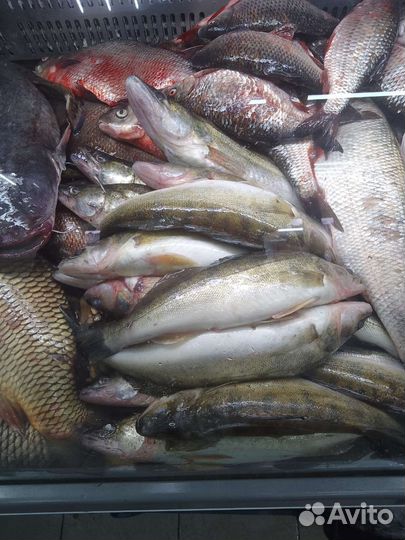 Речная рыба