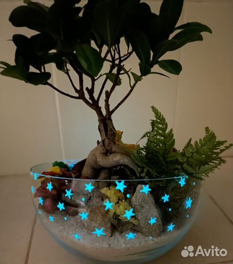 Флорариум «Маленький принц»