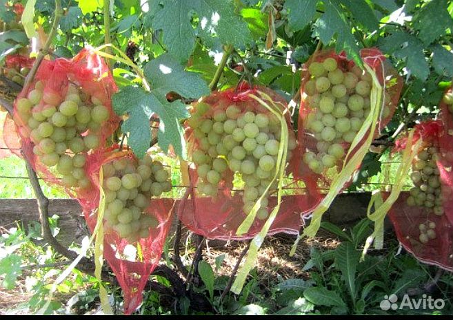 Виноград