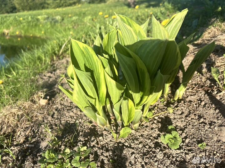 Хоста растение