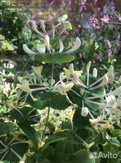 Каприфоль. Многолетний вьющийся кустарник