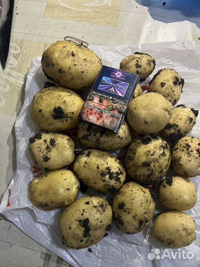 Продам картофель оптом