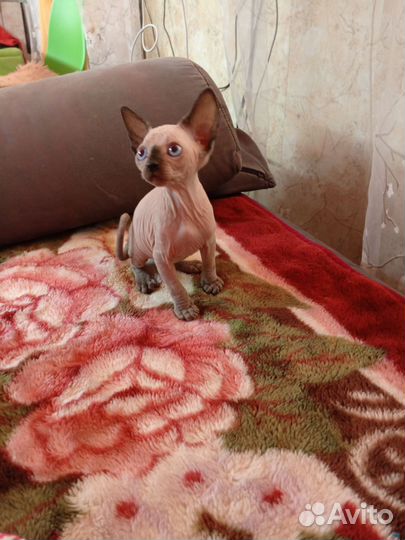 Канадский сфинкс